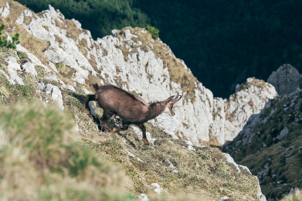 Veado preto e marrom na montanha