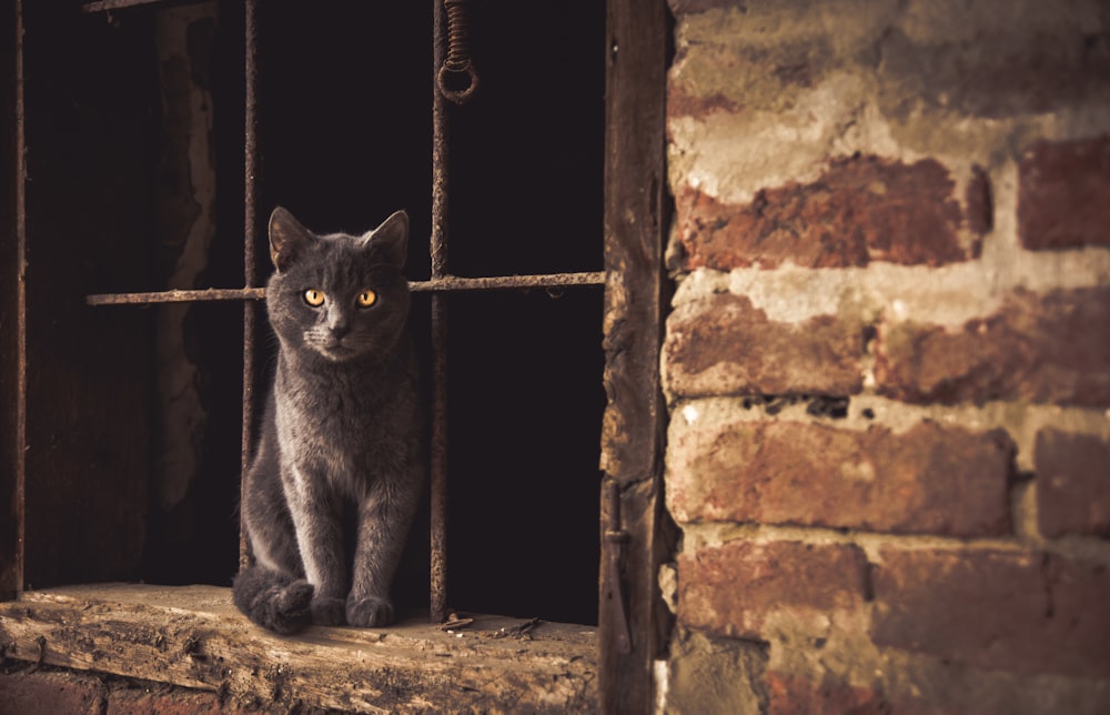 Gatto russo seduto sullo stipite della finestra