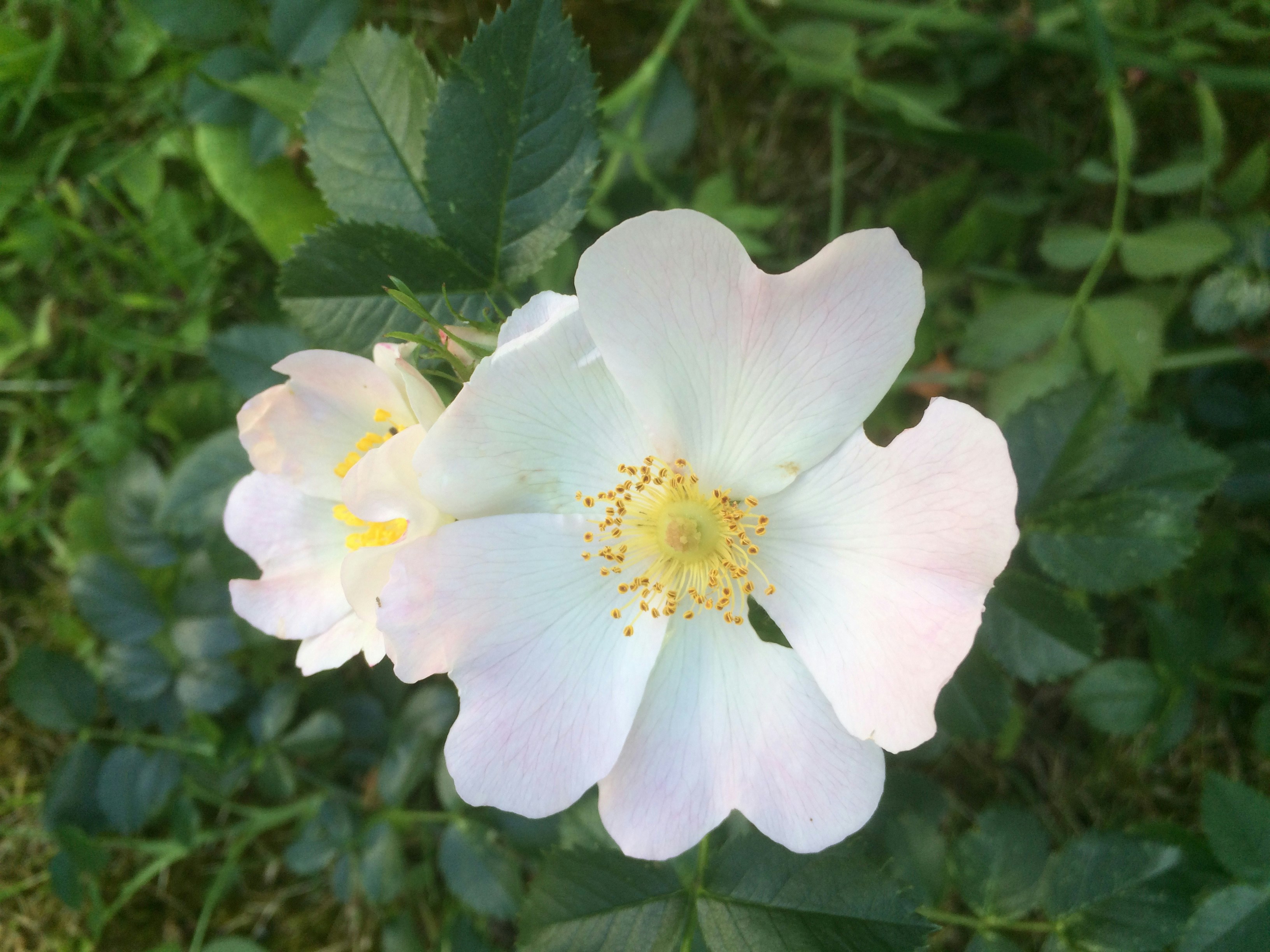 Free Unsplash photo from Lea Boussion