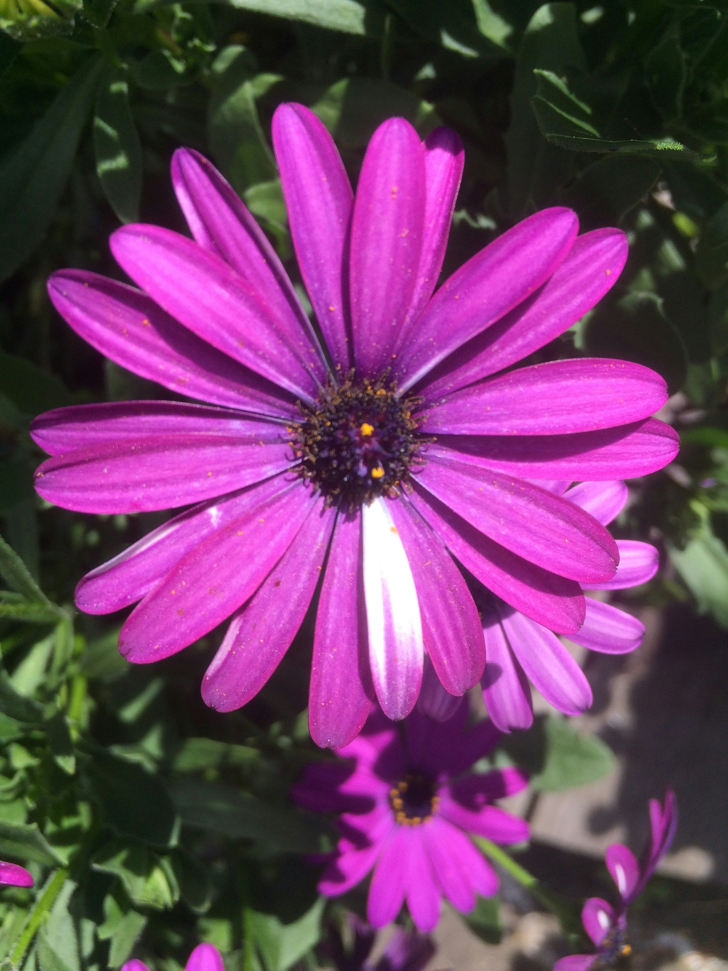 Free Unsplash photo from Lea Boussion