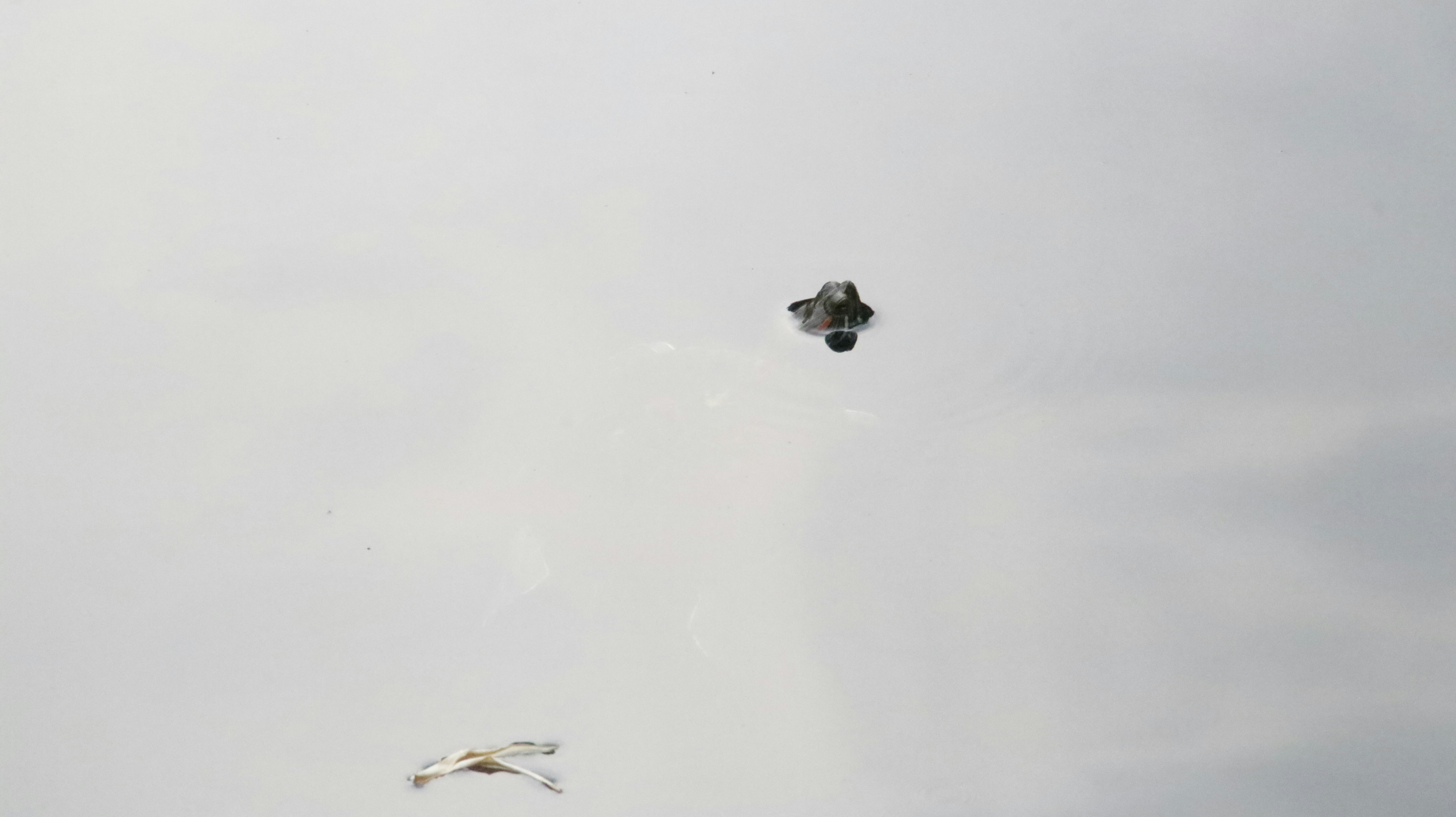 Free Unsplash photo from Mr Peanutbutter