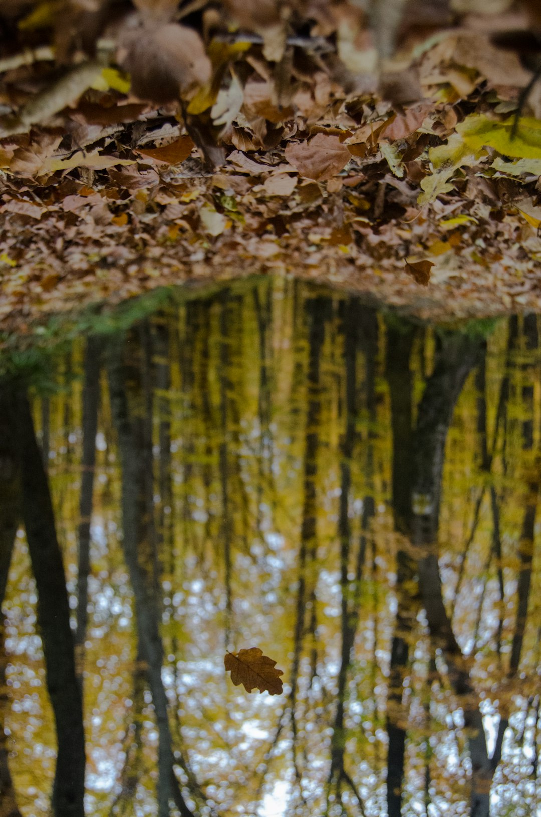 Wildlife photo spot BraÈ™ov Predeal