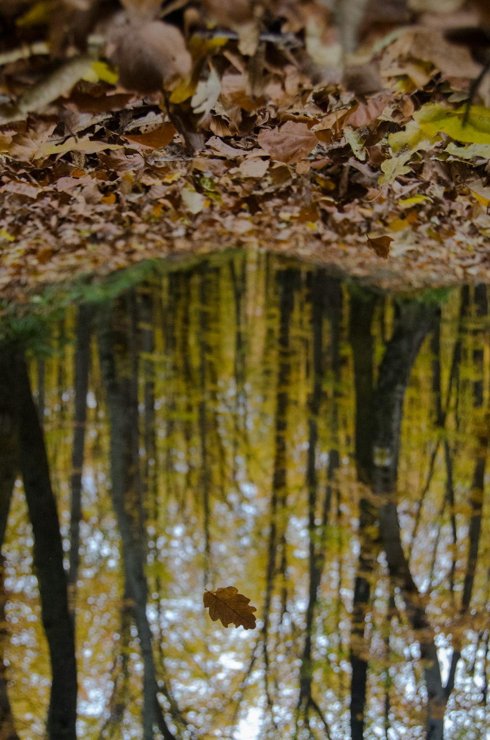 feuilles séchées sur la forêt