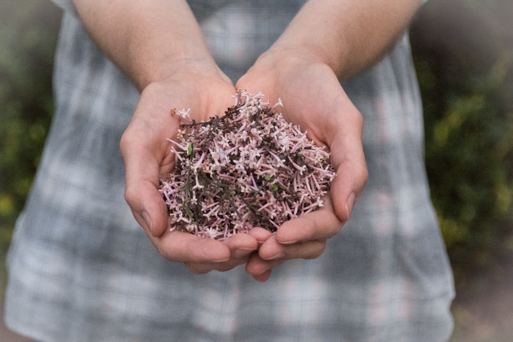 ピンクの花びらの花を本人の手に