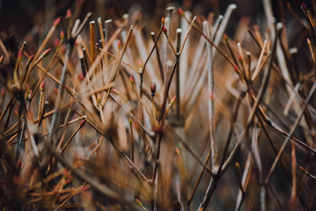 brown stems on macro shot