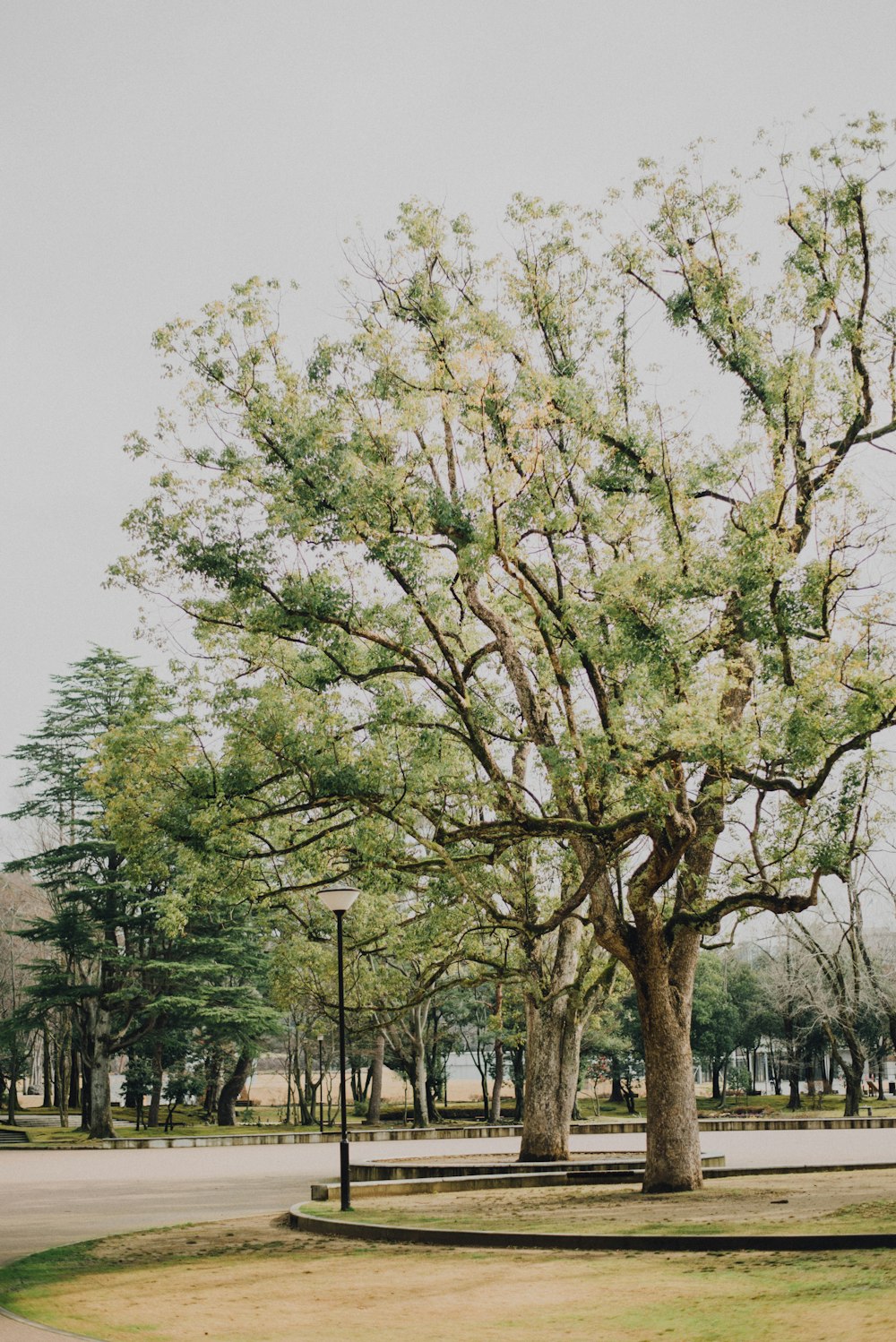 green-leafed tree