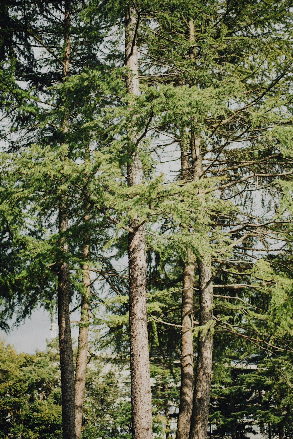 tall green trees