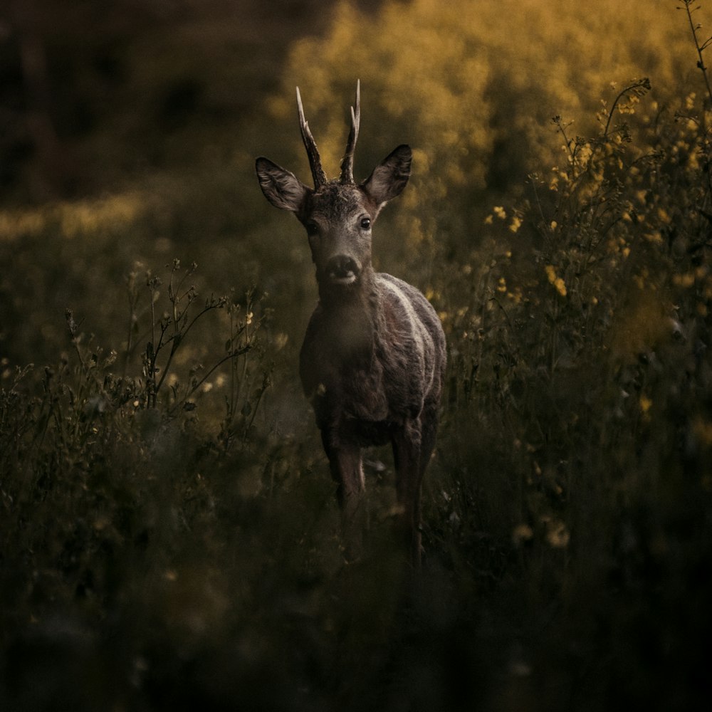 cerf sur les herbes