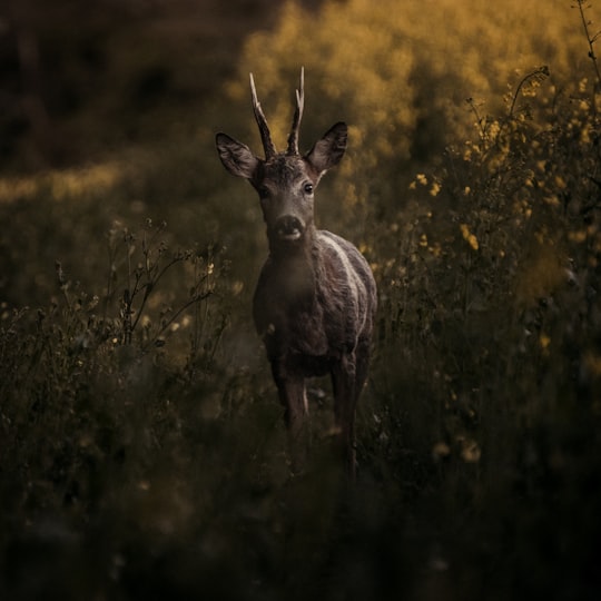deer on grasses in Beugin France