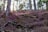 A serene forest scene with tall trees and sunlight filtering through the branches. The forest floor is covered with purple heather flowers, creating a colorful contrast against the earthy tones of the tree trunks and roots.