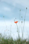 selective photo of petaled flower