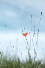 selective photo of petaled flower
