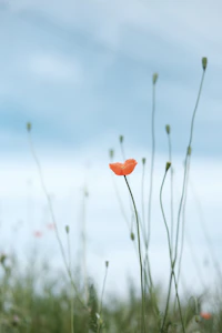 selective photo of petaled flower