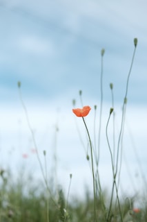 selective photo of petaled flower