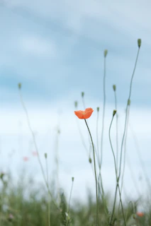 selective photo of petaled flower