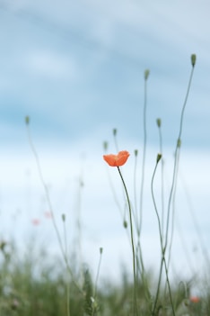 selective photo of petaled flower
