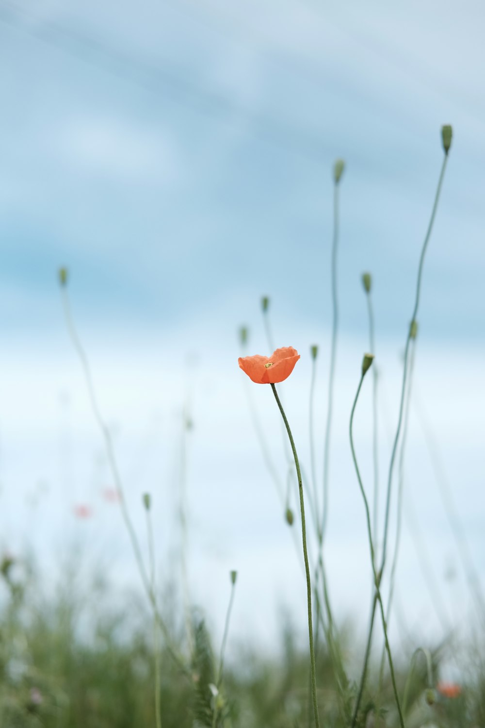 Foto selectiva de flor de pétalos