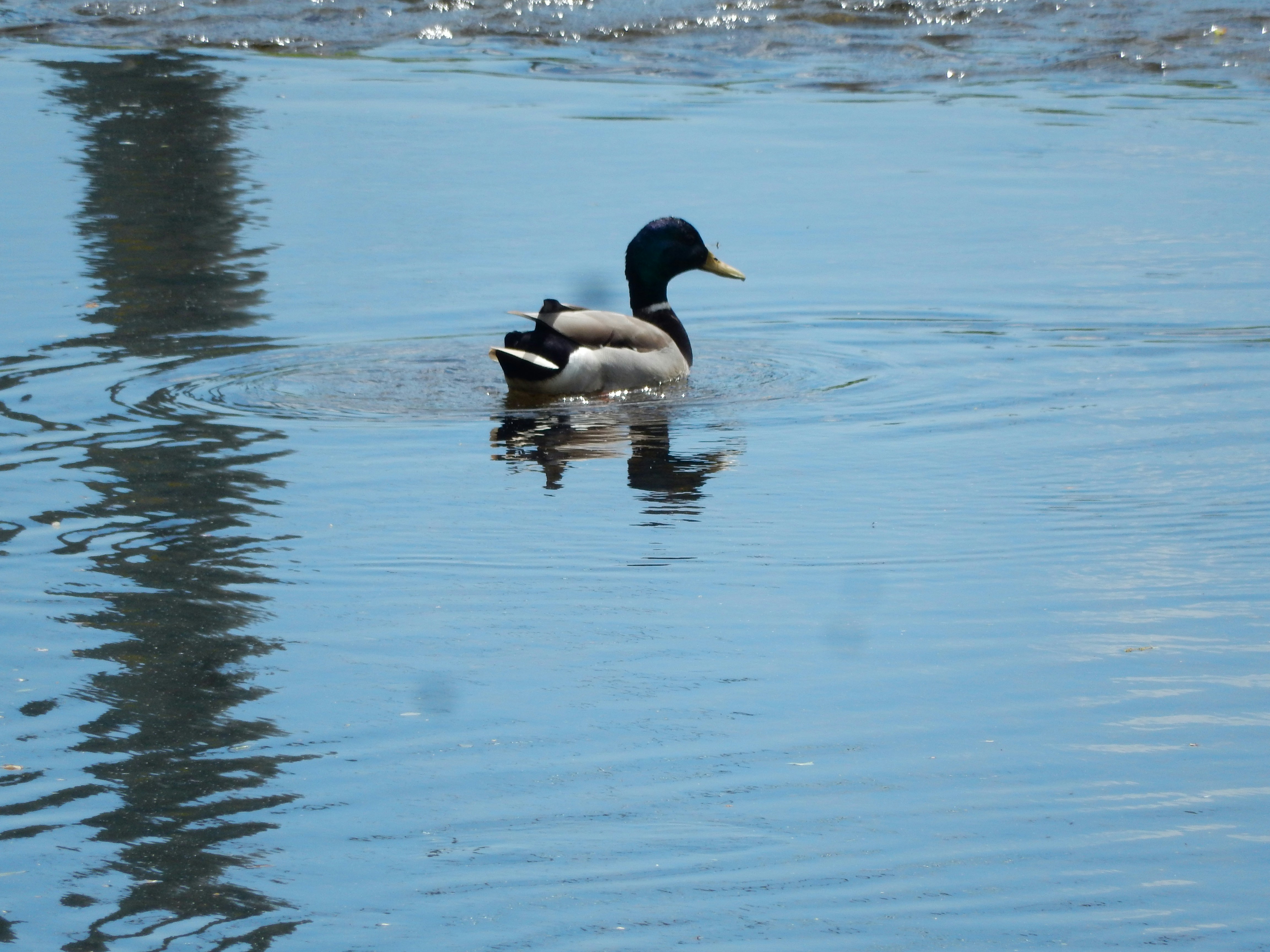 Free Unsplash photo from carlos jesus