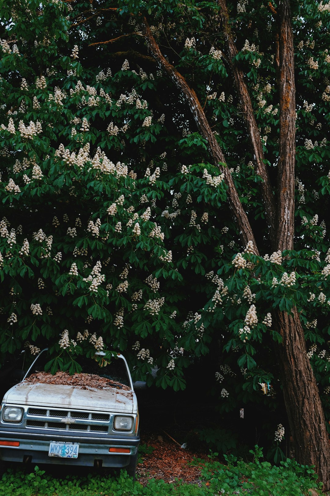 parked white vehicle beside tree