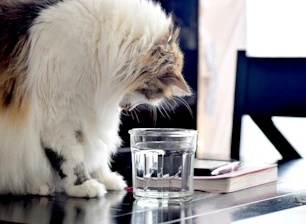 A cozy living room scene featuring a sleek cat water fountain with a curious cat drinking from it.