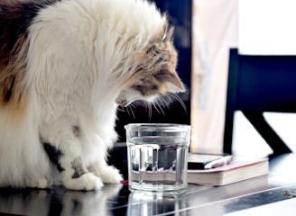 A fluffy cat with white and brown fur is intently looking at a glass of water placed on a table. The cat is surrounded by a notebook and a pen, suggesting a cozy, domestic setting.