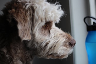 A fluffy dog with curly fur is closely observing something through a window. Its ears are perked forward, and it has a light brown and white coat. Beside the dog, there is a blue water bottle placed on the surface.