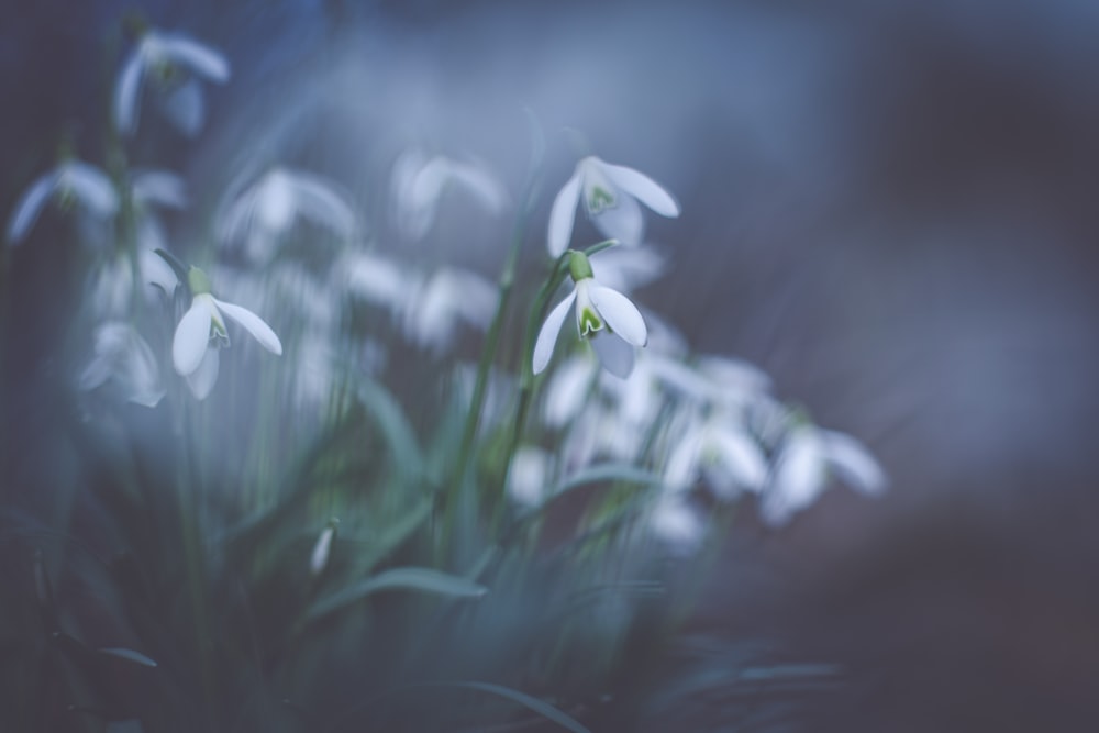 Photographie macroshot de fleurs blanches