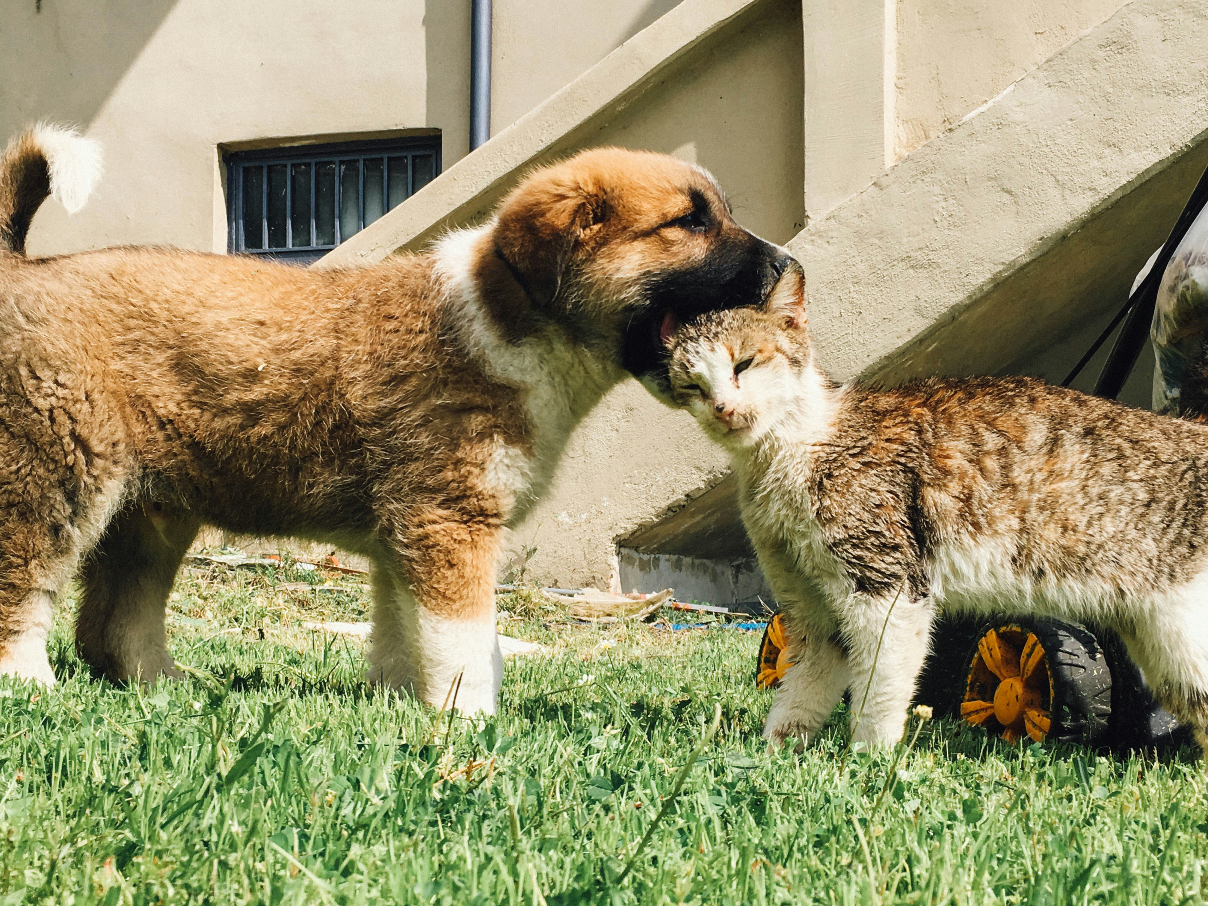 Free Unsplash photo from Markos Mant