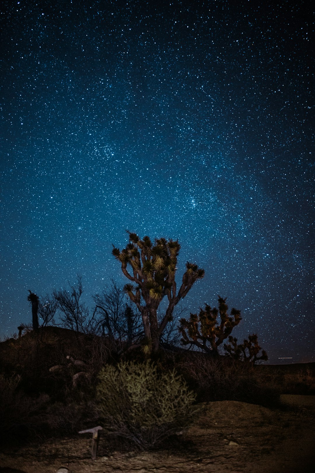 brown and green trees at night