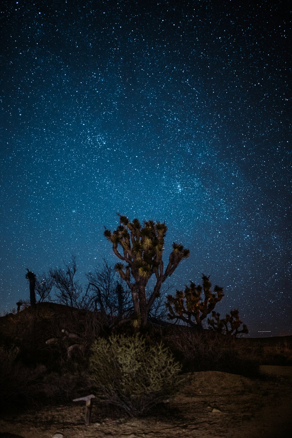 árvores marrons e verdes à noite