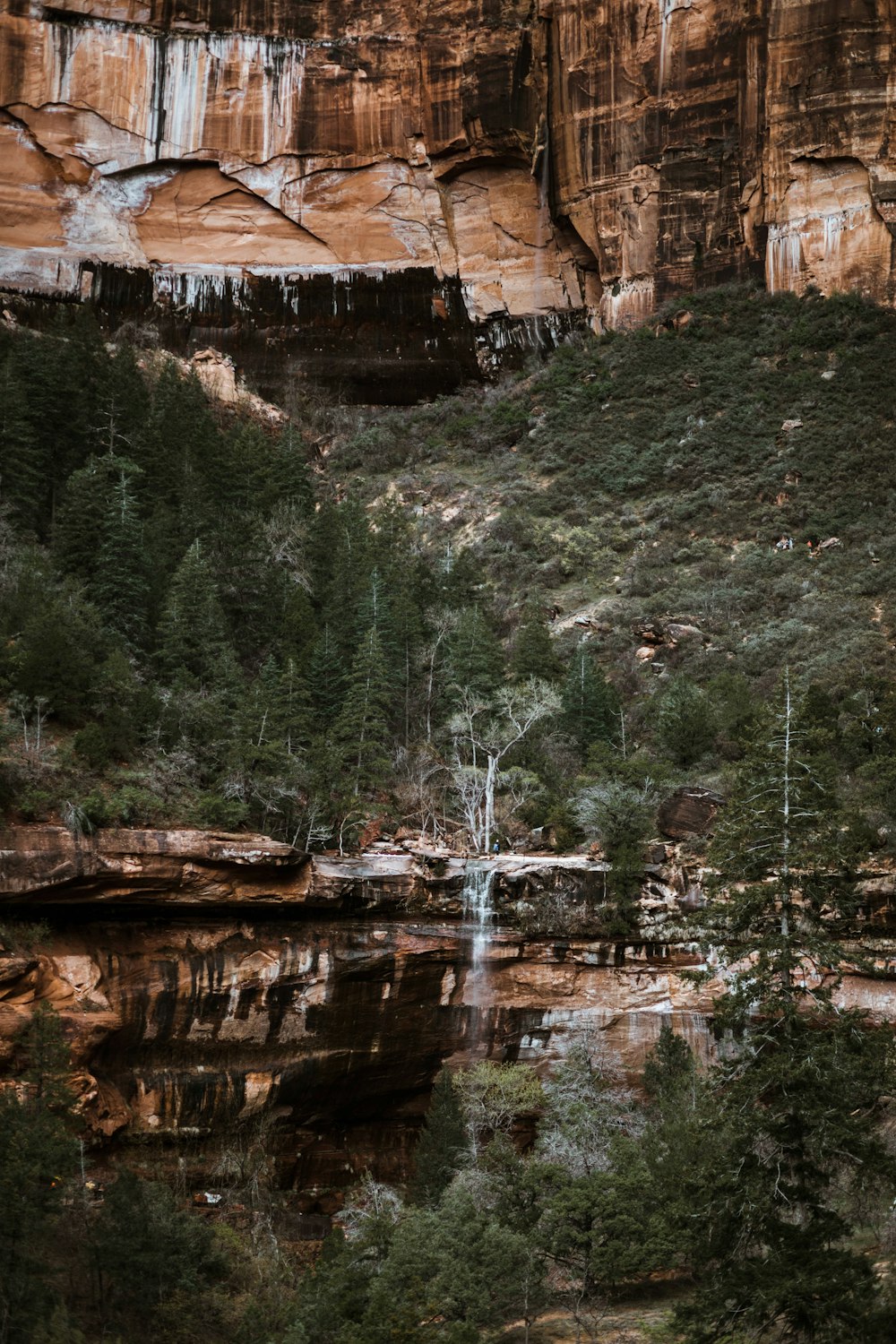 landscape photo of pine trees in front of mountain