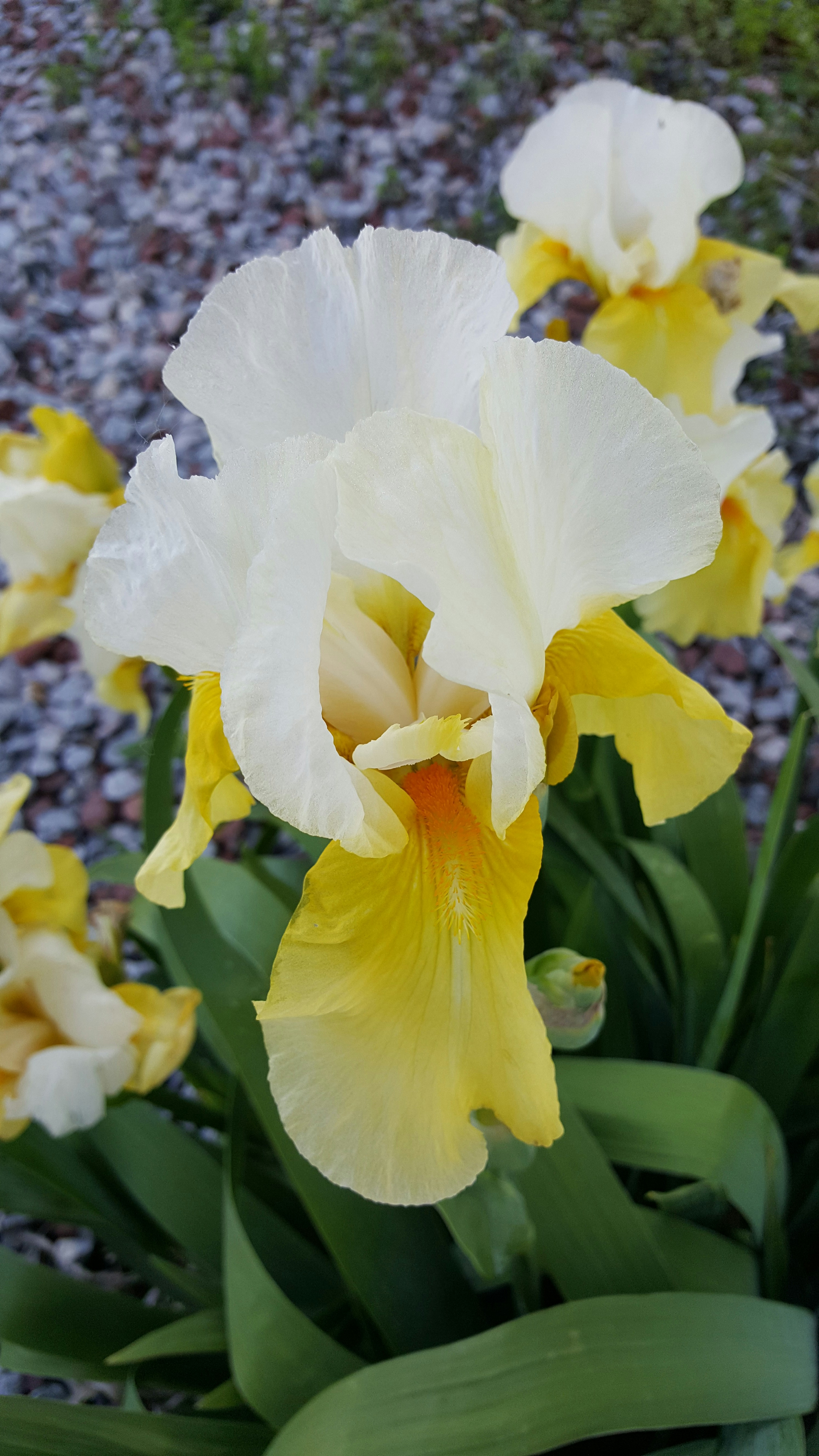 Free Unsplash photo from Kim Clinehens