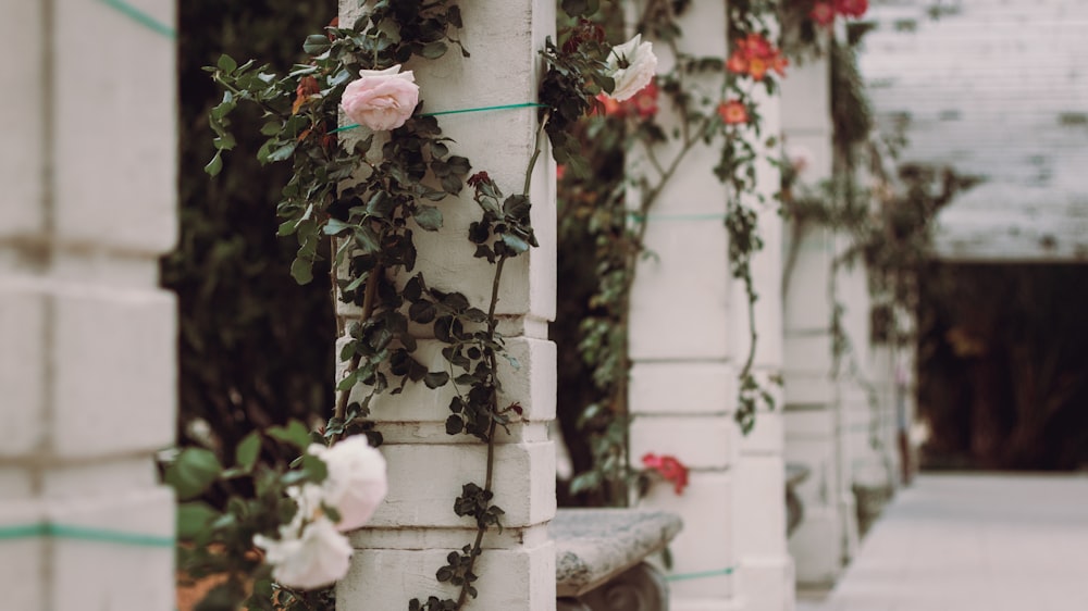 white petaled roses on white concrete pillar