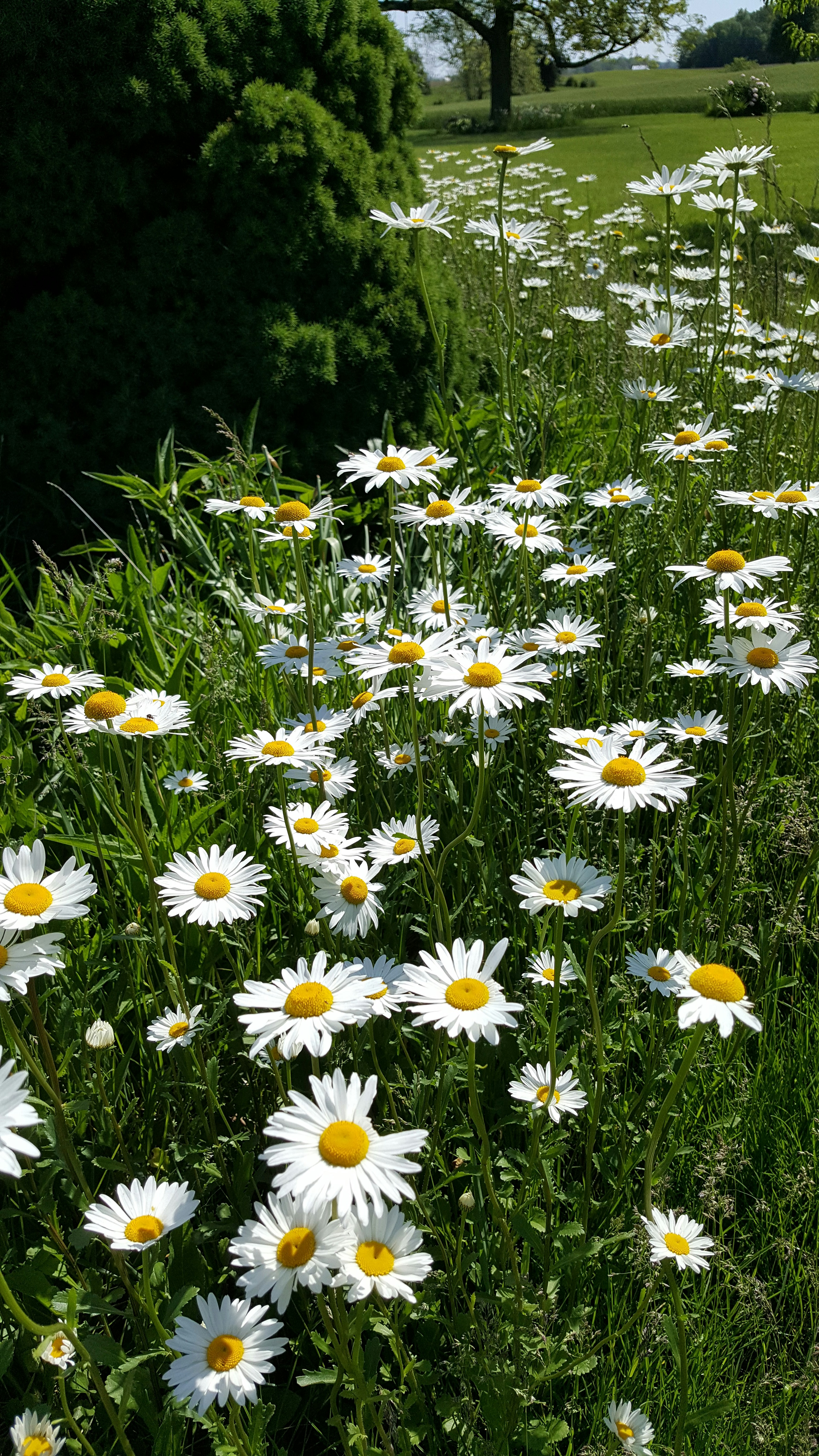 Free Unsplash photo from Kim Clinehens