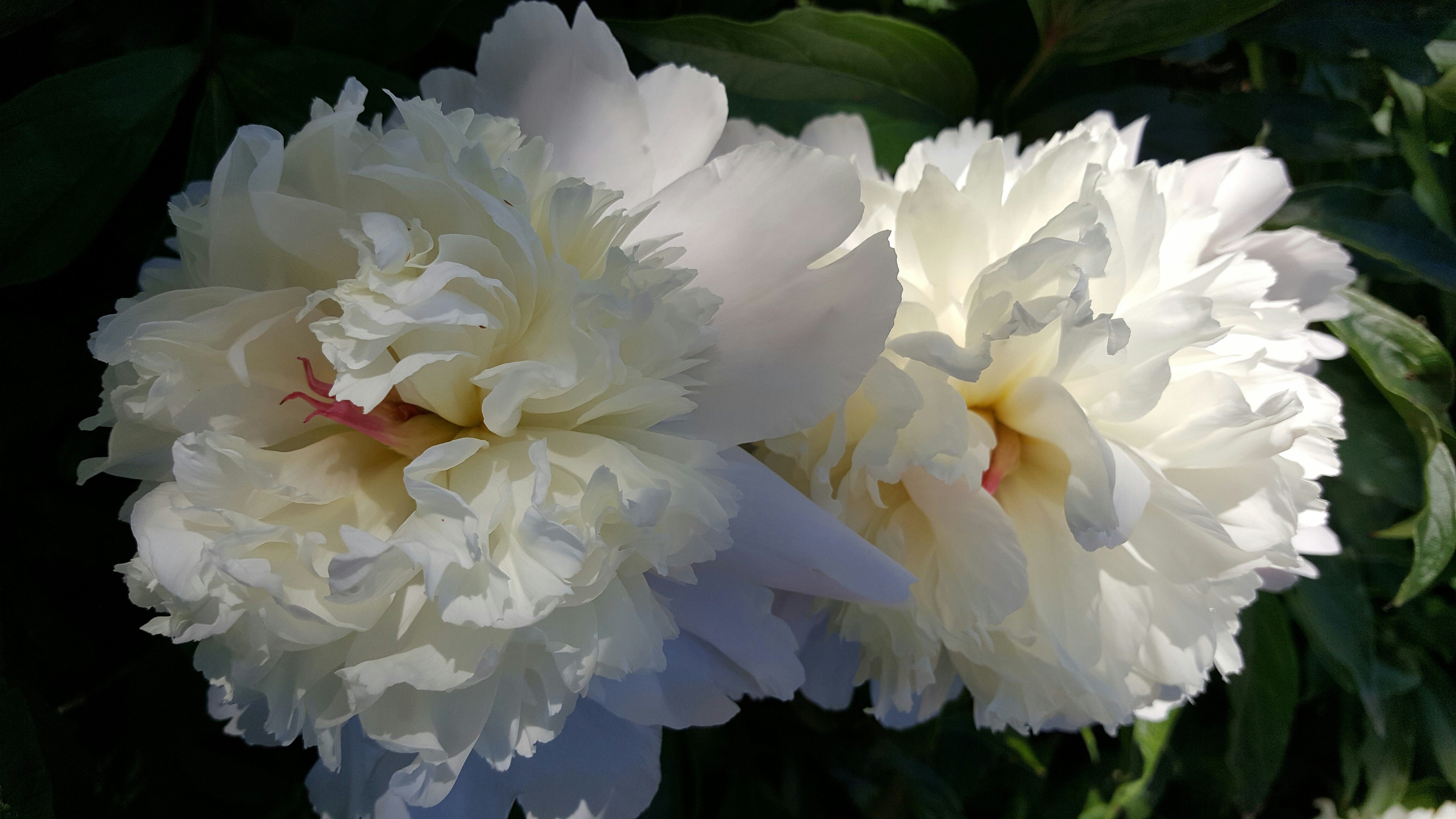 Free Unsplash photo from Kim Clinehens