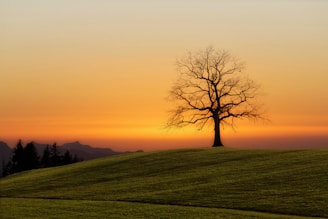 bare tree during sunset