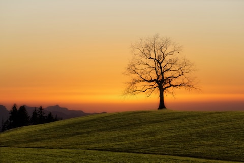 bare tree during sunset