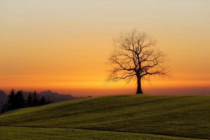 bare tree during sunset