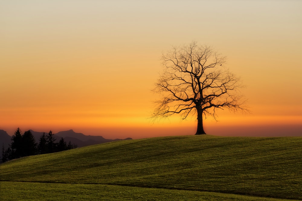albero nudo durante il tramonto