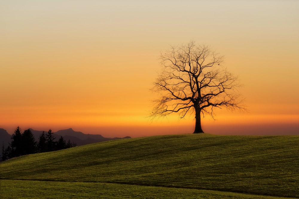 bare tree during sunset