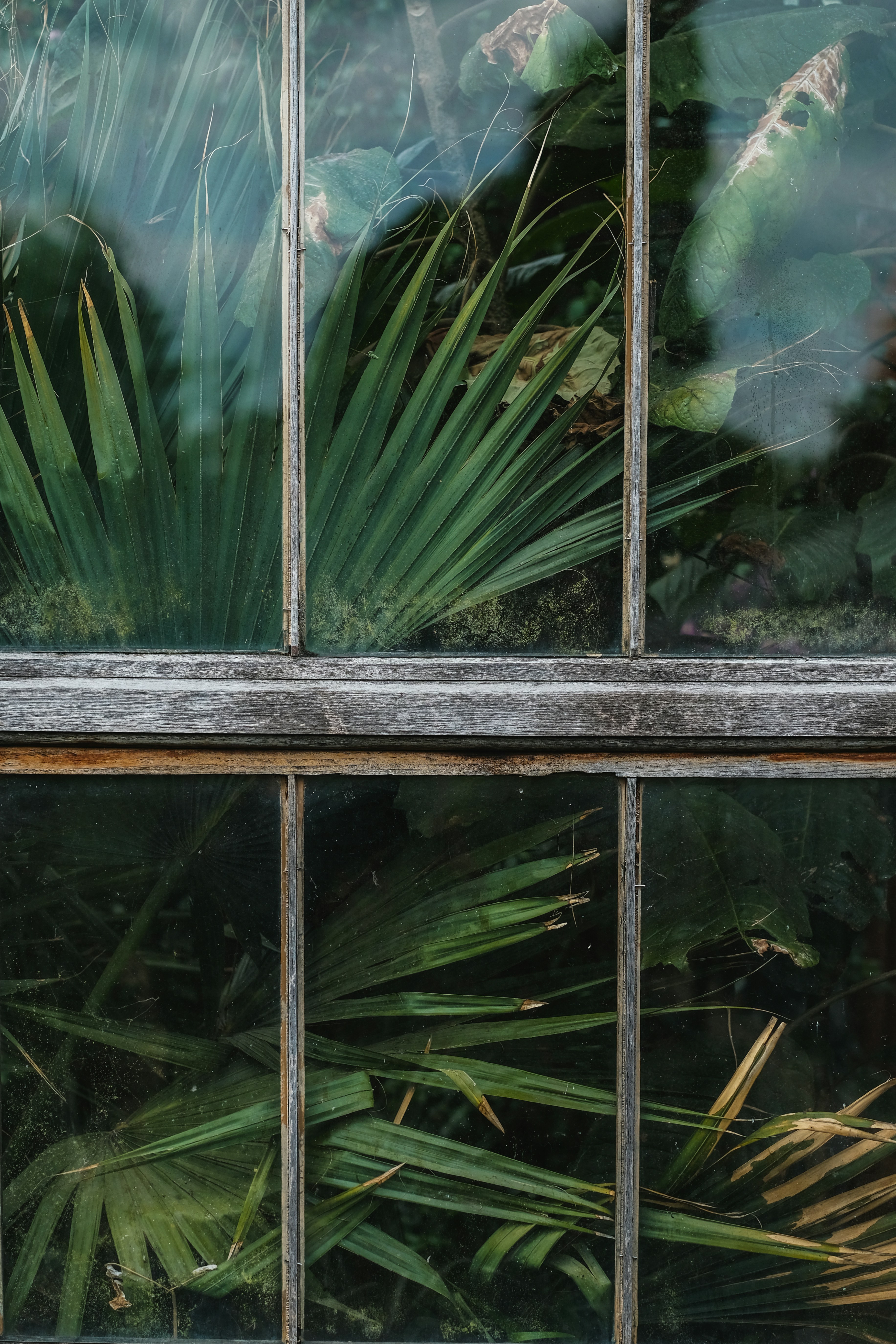 Window, glass house, plant, flax and reflection HD photo by Craig