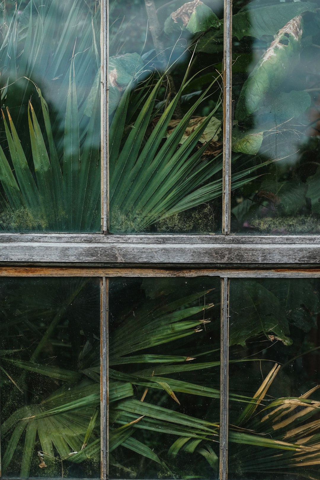 Window, glass house, plant, flax and reflection HD photo by Craig ...