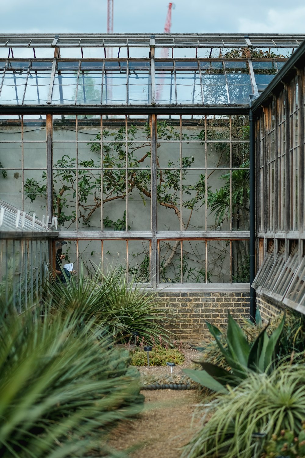 fotografia de plantas de folhas verdes