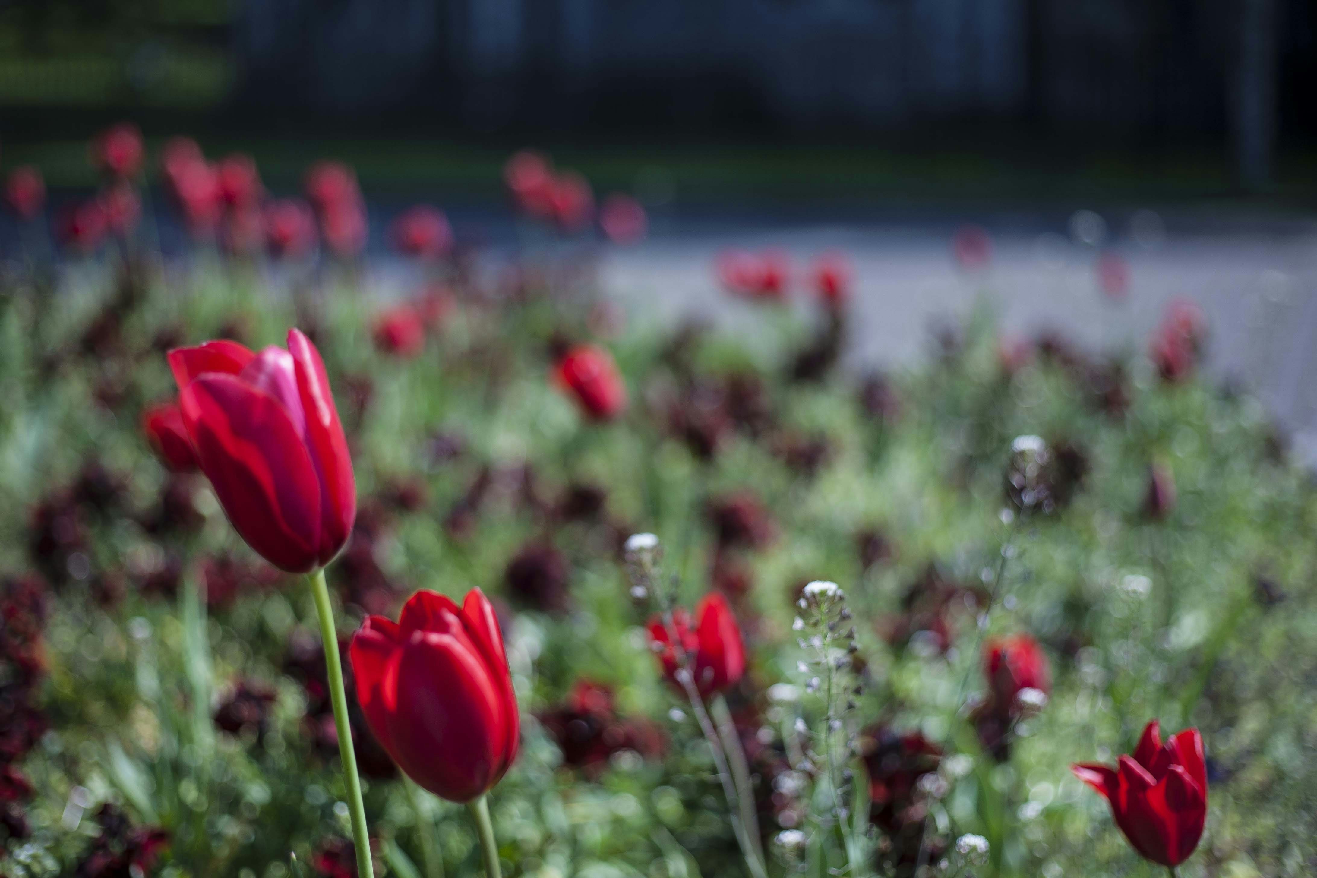 Free Unsplash photo from Pierfranco  ferronato