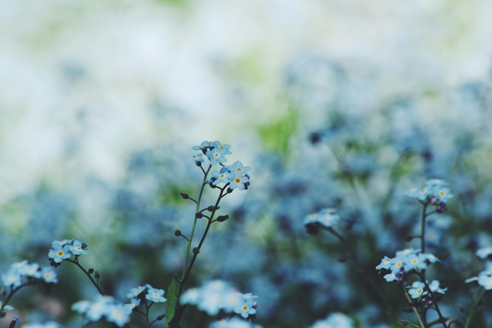 Selektive Fokusfotografie von blühenden weißblättrigen Blumen