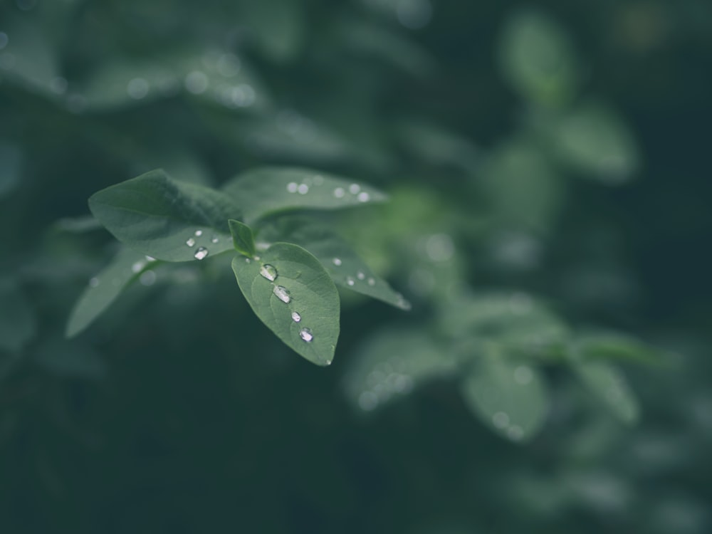 녹색 잎 식물의 근접 촬영 사진