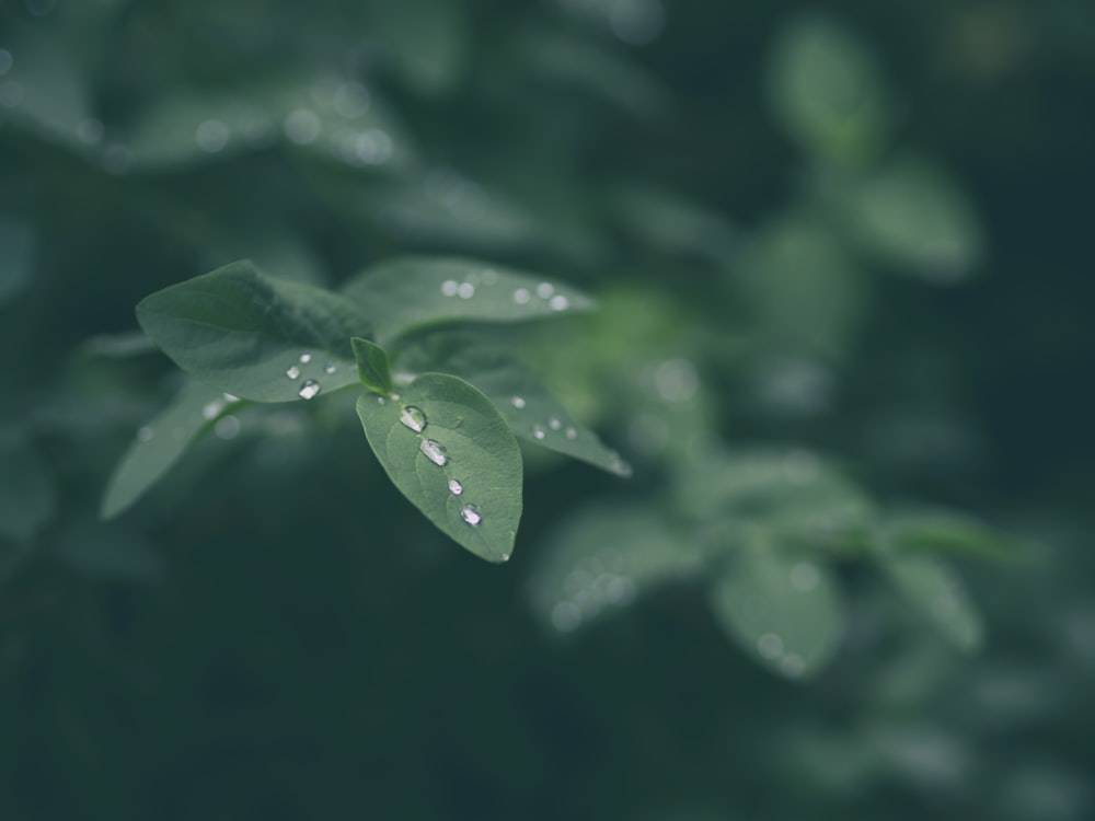 fotografia de closeup da planta da folha verde