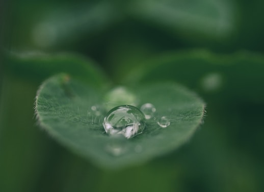 green leaf with water drops
