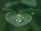 green leaf with water drops