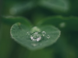 green leaf with water drops